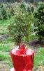 White cedar (aborvitae) gift or "memory" trees