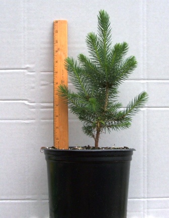 1 Foot Tall Blue Spruce In A Pot