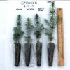 Order between 201 and 500 white spruce seedlings