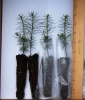 Order between 101 and 200 balsam fir seedlings