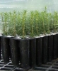 Order between 101 and 200 Fraser fir seedlings