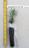 Order between 25 and 50 Canaan fir seedlings