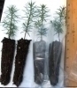 Balsam fir plug seedlings / favors