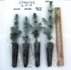 White spruce plug seedlings / favors