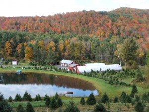 Evergreen Seedling Nursery