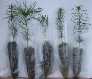5 types of seedlings