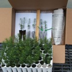 Plug tray, size of seedlings, and what we pack them in