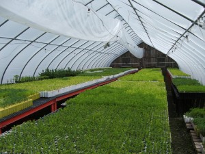 Greenhouse picture