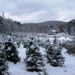 Christmas trees in winter