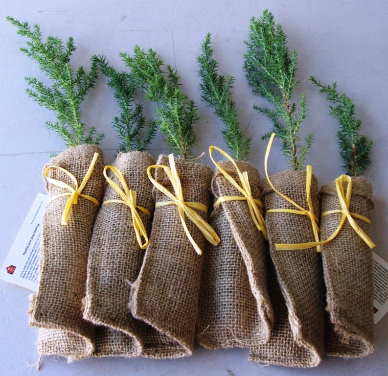 Bulk Christmas Tree Seedlings canvasbonkers