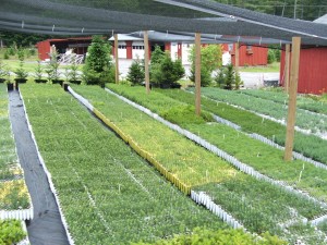 Evergreen seedlings outside