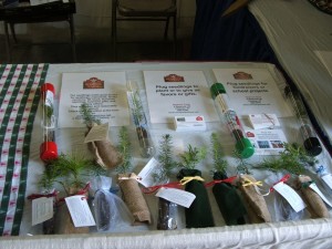 Evergreen seedling packaging