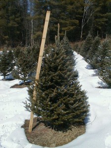 6 to 7 foot Fraser fir