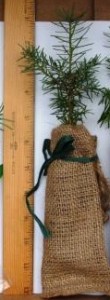 Balsam fir in burlap bag with gren raffia