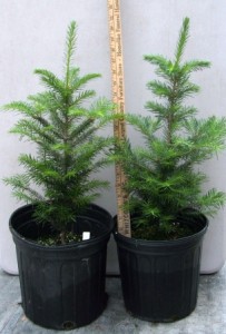 Balsam firs in three gallon pots