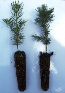 BALSAM FIR AND BLUE SPRUCE