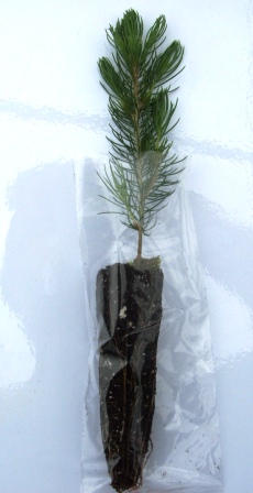 Blue Spruce Redrock Farm