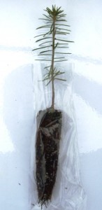 Canaan fir plug seedling