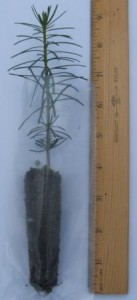 Fraser fir plug seedling