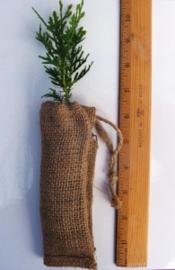 White cedar in a burlap bag with ruler