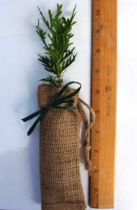White cedar in a burlap bag
