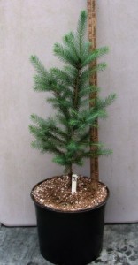 White spruce tree in a 3 gallon pot