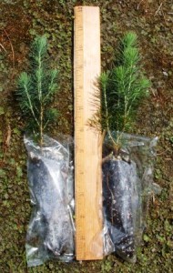White spruce plug seedlings