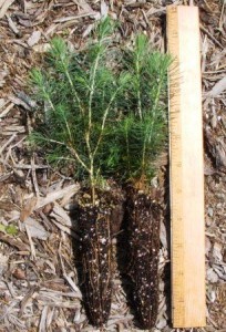 White spruce plugs