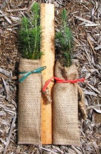 White spruce seedling favors