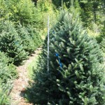 Early customers get the best Christmas trees!