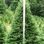 7 FT BALSAM FIR