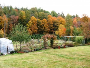 Across the garden to the "spruce lot"
