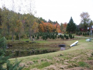 From the top of the pond's dam toward the top of the drive