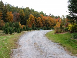 View across the "spruce lot" near the top of our driveway