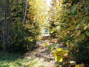 View of the path going to the "Up brook" lot