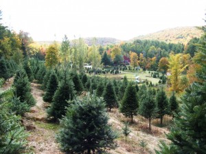 REDROCK FARM FALL VIEW #4