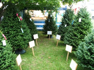 Christmas tree competition