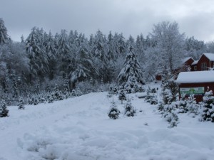 Snow on Redrock Farm taken Decemeber 12, 2015