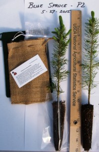 Blue spruce