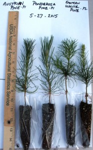 Ponderosa, Austrian and white pine plug seedlings