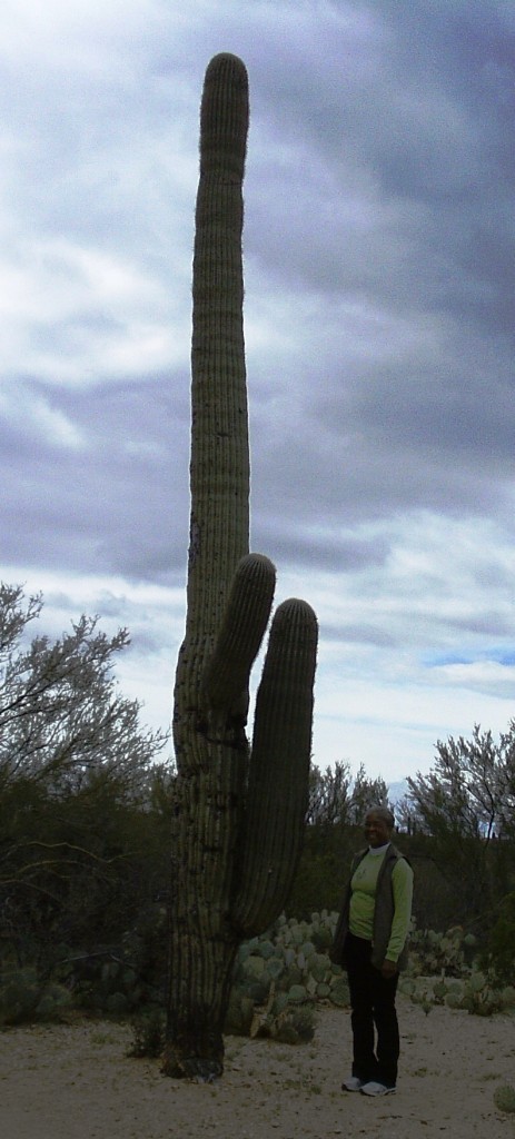 Steph with an Arizona Christmas tree?  A large Saguaro cactus.