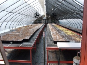 READY TO GERMINATE THE 2015-16 SEEDLING CROP