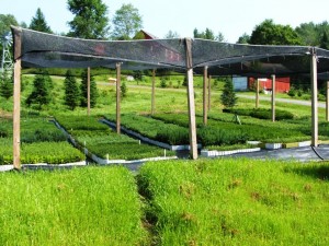 LAST YEAR'S CROP OUTSIDE