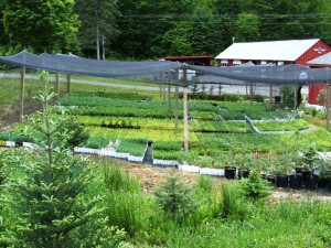 2015 SEEDLINGS UNDER SHADE STRUCTURE