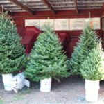CHRISTMAS TREES FOR WORLD'S FAIR COMPETITION