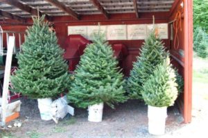 Blue ribbon trees?